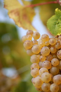 Close-up of grapes