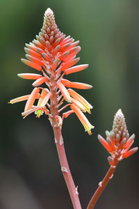 Close up of a kniphofia plant in bloom