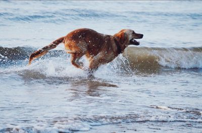 Dog playing in water