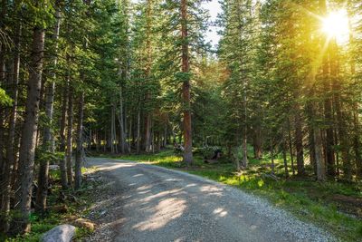 Road amidst trees in forest