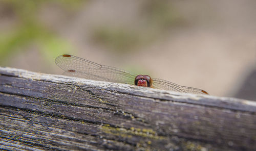 Close-up of dragonfly on wooden plank