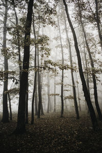 Trees in forest during foggy weather