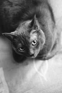 High angle portrait of cat lying on bed