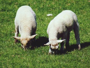 View of sheep grazing in field