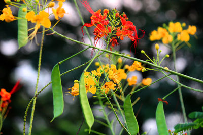 Close-up of orange flowering plant