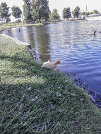 View of birds in lake