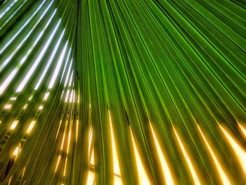 Full frame shot of palm tree leaves