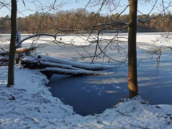 Snow covered plants by trees during winter