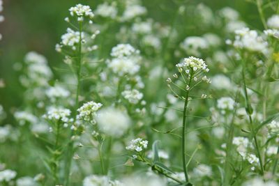 Close-up of white flowering plants on field