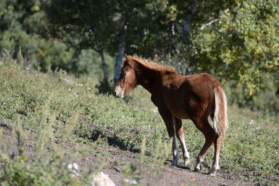 Horse on field