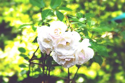 Close-up of rose blooming outdoors