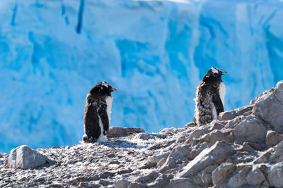 Scenic view of penguins on rock