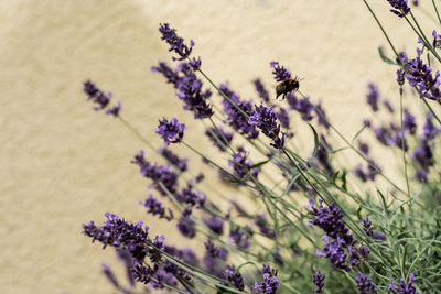 Close-up of purple flowering plants