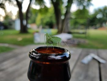 Close-up of grasshopper on bottle