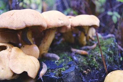 Close-up of mushrooms growing on tree trunk