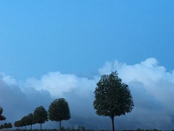 Low angle view of trees against sky