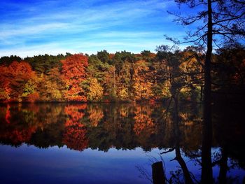 Reflection of trees in lake