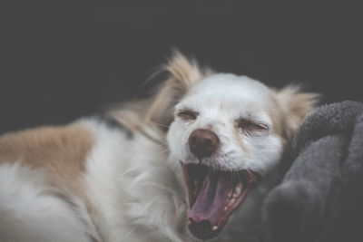 Close-up of a dog