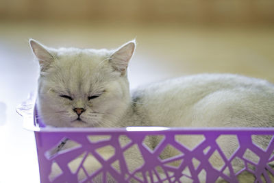 Close-up of a cat sleeping in basket