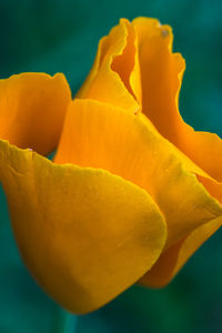 Close-up of yellow fruit in water