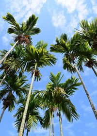 Low angle view of coconut palm tree against blue sky