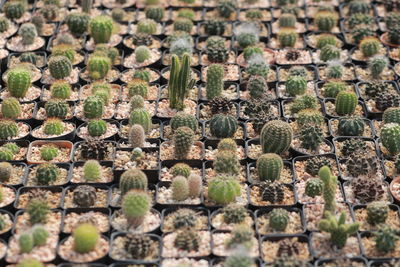 Full frame shot of cactus