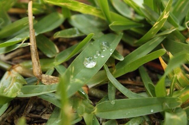 CLOSE-UP OF WATER DROPS ON LEAVES