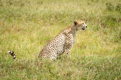 Cheetah sits looking ahead in long grass