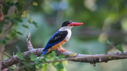 Close-up of bird perching on branch