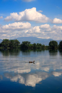 Ducks floating on lake