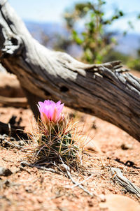 Close-up of pink flowering plant on field