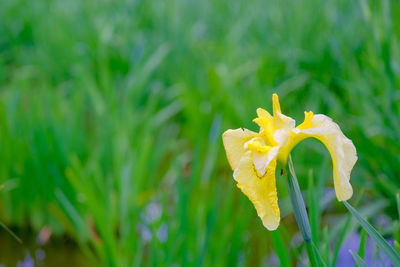 Close-up of yellow flowering plant on field