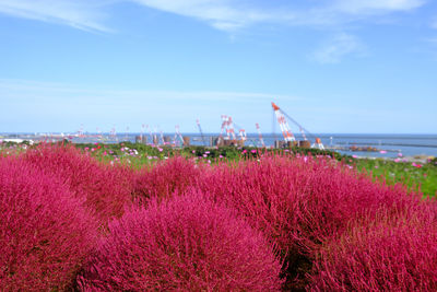 Pink flowers blooming by sea against sky