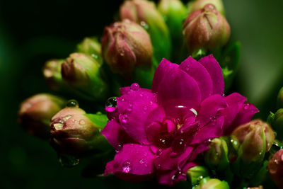 Close-up of water drops on pink flowering plant