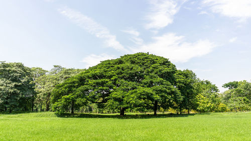 The greenery leaves branches of big rain tree sprawling cover on green grass lawn under blue sky 