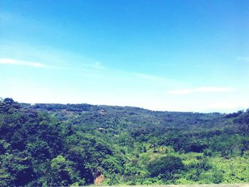 Scenic view of trees against blue sky