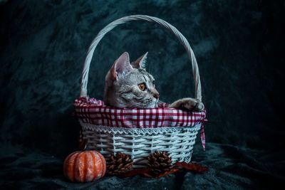 Cat sitting in basket