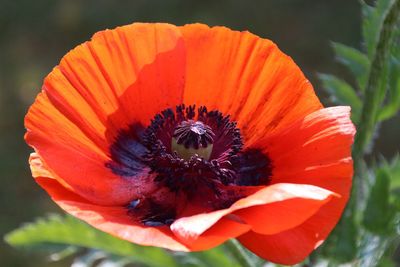 Close-up of orange poppy