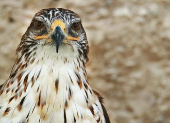 Close-up of a bird