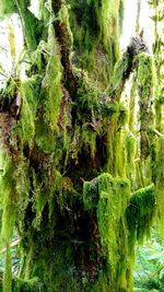 Close-up of moss on stone wall