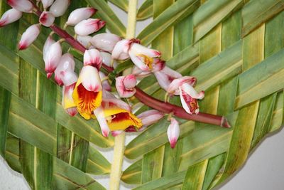 Close-up of flower