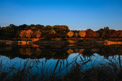 Reflection of trees in lake against clear blue sky