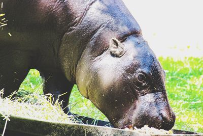 Close-up of horse