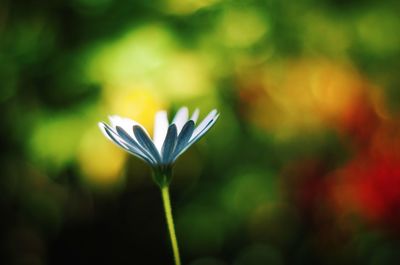 Close-up of white flowering plant