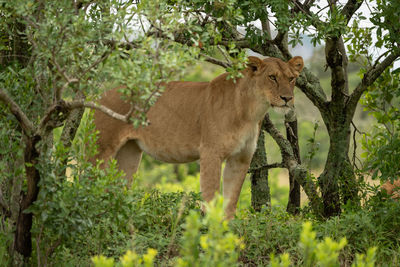 Lioness stands in leafy trees looking down