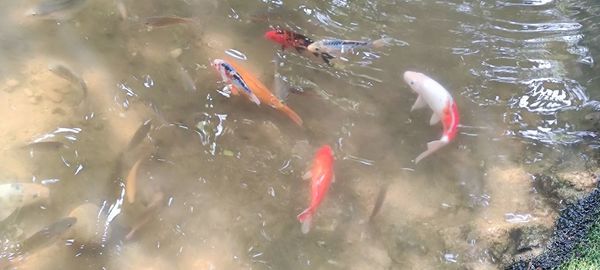 High angle view of koi carps swimming in lake