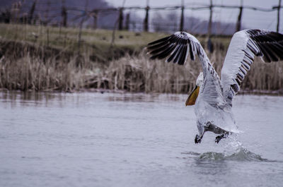 Seagulls flying over lake