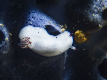 Close-up of fish swimming in sea