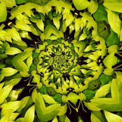 Full frame shot of yellow flowering plants