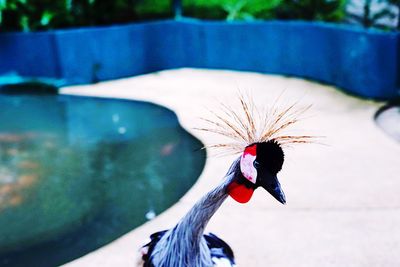 Close-up of a bird